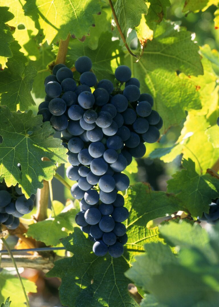 Image of Red Grapes