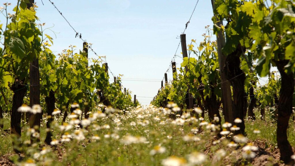 Fleurs enherbement vignes_P.Roy_CIVB-right size